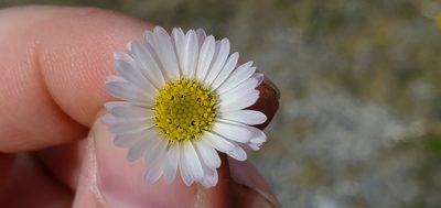 Erigeron compositus, photographed by Sarah Vermaak