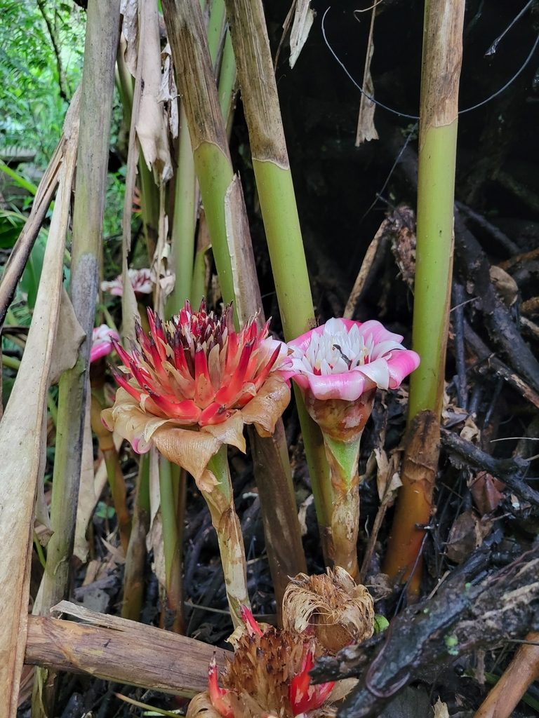 Etlingera venusta, photographed by Jake Rehage
