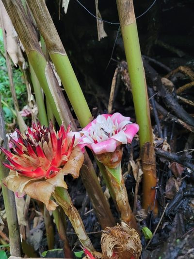 Etlingera venusta, photographed by Jake Rehage