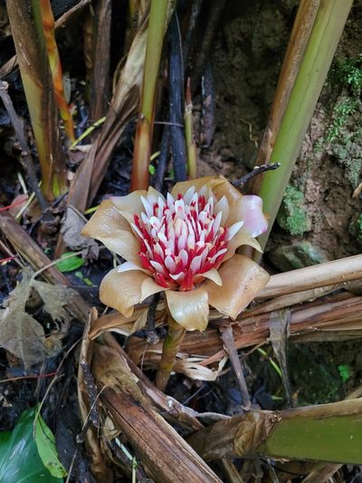 Etlingera venusta, photographed by Jake Rehage