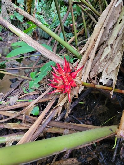 Etlingera venusta, photographed by Jake Rehage