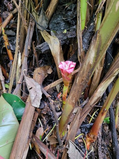 Etlingera venusta, photographed by Jake Rehage
