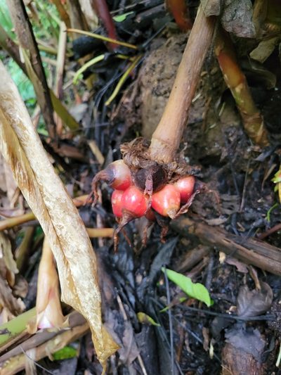 Etlingera venusta, photographed by Jake Rehage
