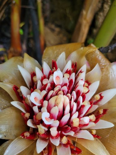 Etlingera venusta, photographed by Jake Rehage