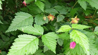 Rubus spectabilis, photographed by Loopy30