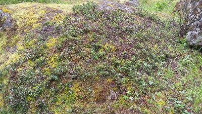 Arctostaphylos uva-ursi, photographed by Loopy30