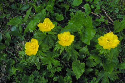 Trollius ranunculinus, photographed by Oleg Kosterin