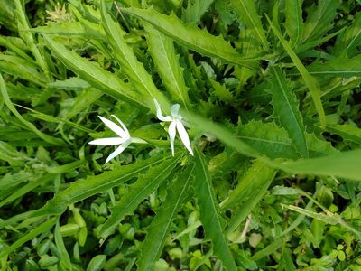 Hippobroma longiflora, photographed by Kevin Faccenda