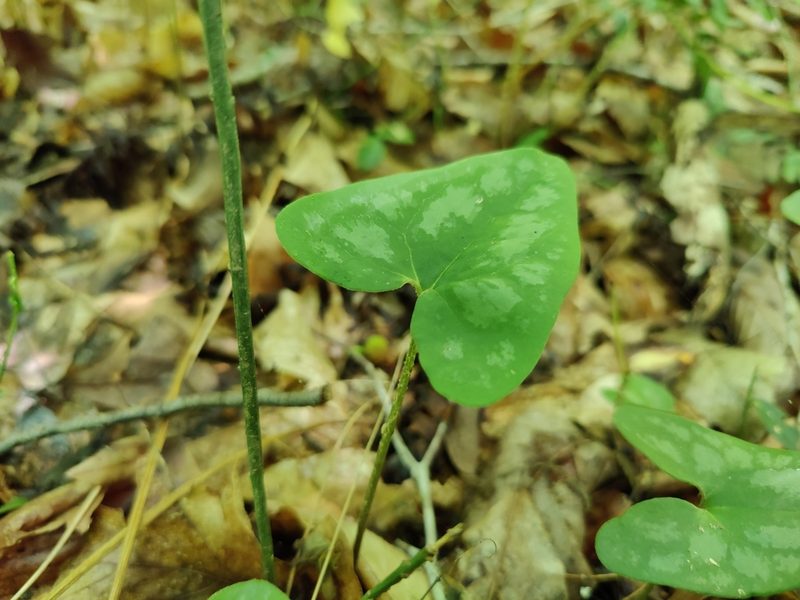 Asarum arifolium, photographed by Siddarth Machado