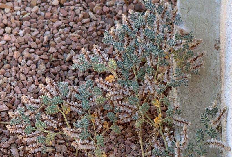 Dalea mollissima, photographed by David Batchelor