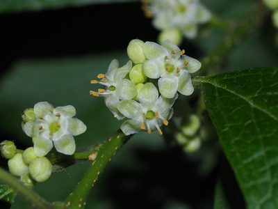 Ilex verticillata, photographed by Clay Gibbons