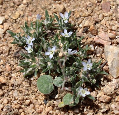 Eriastrum diffusum, photographed by David Batchelor
