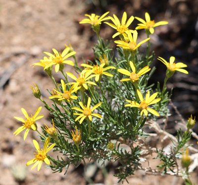 Ericameria linearifolia, photographed by David Batchelor