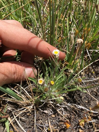 Erigeron lonchophyllus, photographed by Martin Purdy