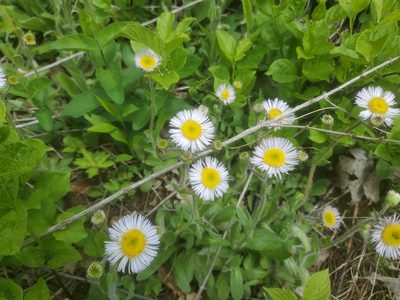 Erigeron pulchellus, photographed by Josh