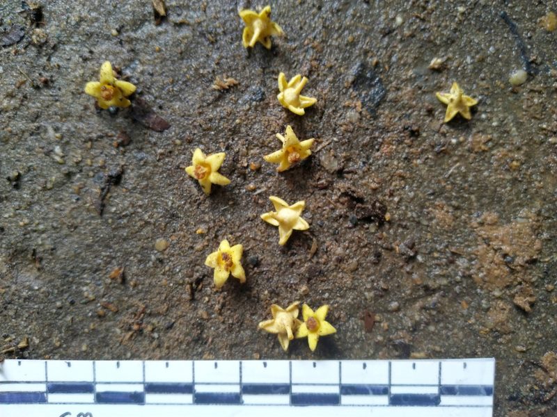 Heritiera peralata, photographed by Steve Fitzgerald