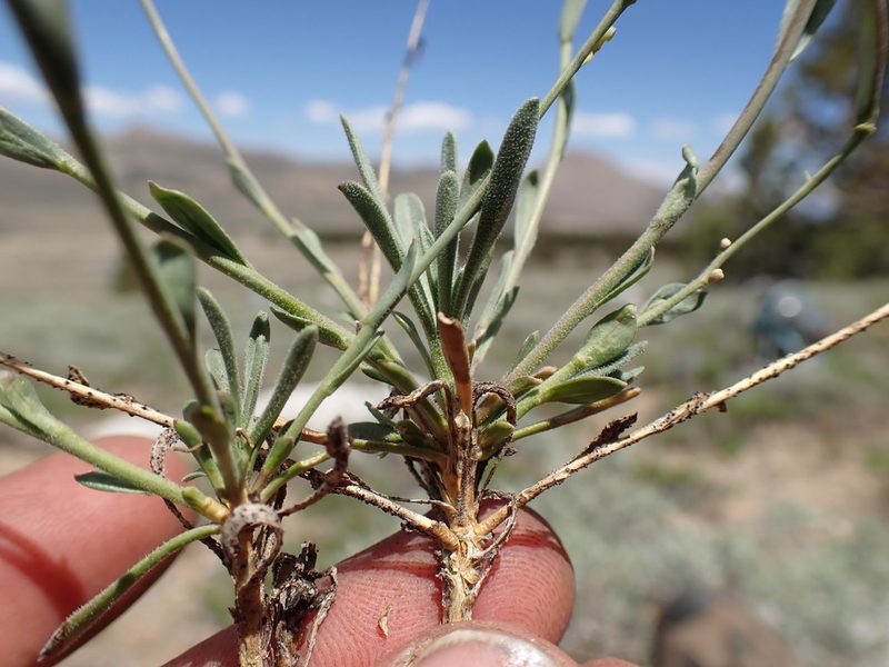 Boechera platysperma, photographed by Martin Purdy