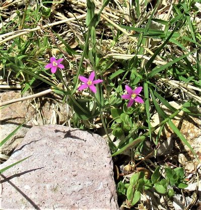Zeltnera arizonica, photographed by sprcrkwild