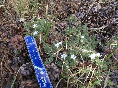Phlox condensata, photographed by Martin Purdy