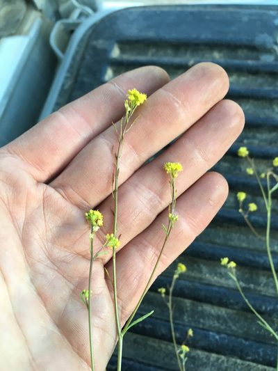 Descurainia californica, photographed by Martin Purdy