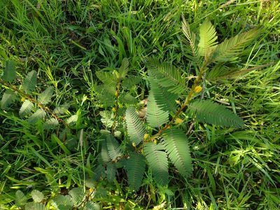 Chamaecrista nictitans