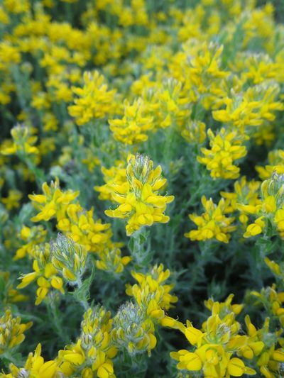 Genista tournefortii, photographed by Ricardo Lima