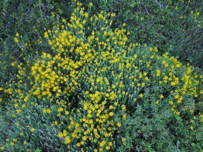 Genista tournefortii, photographed by Ricardo Lima