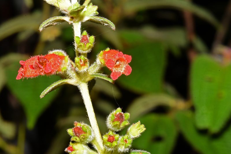 Kohleria spicata, photographed by Tom Kennedy