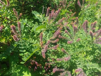 Amorpha fruticosa, photographed by Ira Gershenhorn