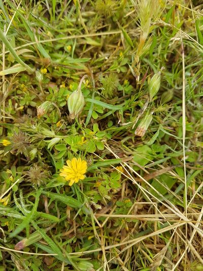 Microseris bigelovii, photographed by Chris Fluit