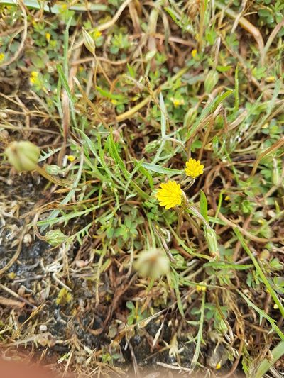 Microseris bigelovii, photographed by Chris Fluit