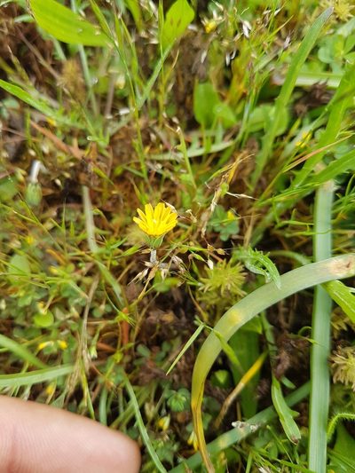 Microseris bigelovii, photographed by Chris Fluit