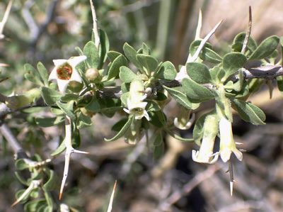 Lycium cooperi
