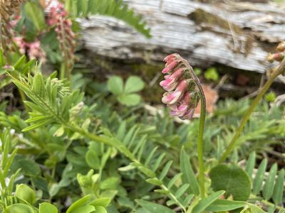 Vicia ramosissima, photographed by Roger Rittmaster