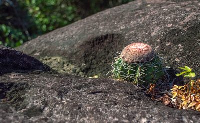 Melocactus neryi, photographed by w_endo