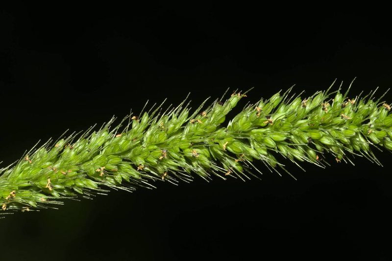 Setaria adhaerens, photographed by Kevin Faccenda
