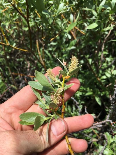 Salix geyeriana, photographed by Martin Purdy