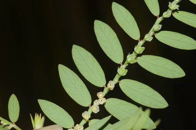 Phyllanthus debilis, photographed by Kevin Faccenda
