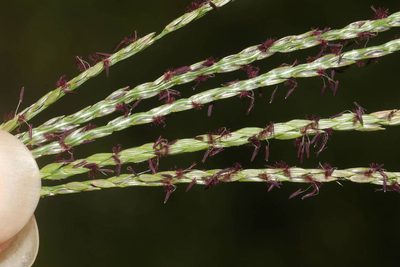 Digitaria eriantha, photographed by Kevin Faccenda