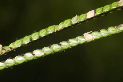 Paspalum notatum, photographed by Kevin Faccenda