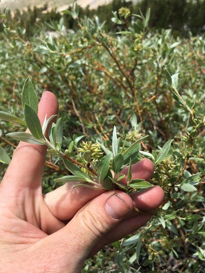 Salix geyeriana, photographed by Martin Purdy