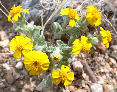 Eriophyllum wallacei, photographed by David Batchelor