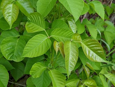 Toxicodendron rydbergii, photographed by agbelliveau