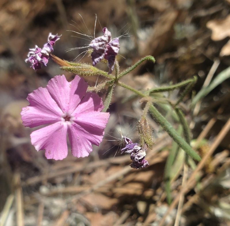 Phlox woodhousei, photographed by Laura Gaudette