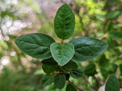 Shepherdia canadensis, photographed by agbelliveau