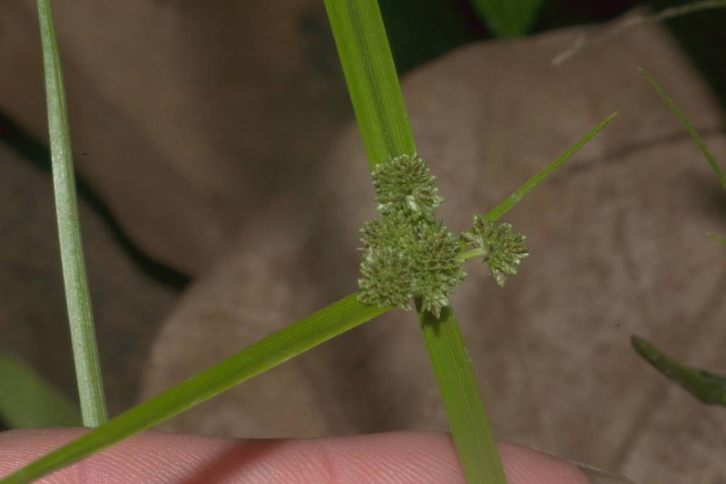 Cyperus difformis, photographed by Kevin Faccenda