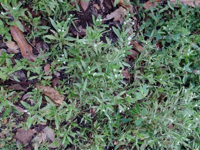 Euploca procumbens, photographed by Kevin Faccenda