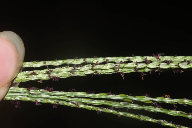 Digitaria eriantha, photographed by Kevin Faccenda