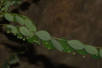 Phyllanthus tenellus, photographed by Kevin Faccenda