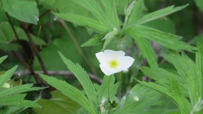 Anemonastrum canadense, photographed by Marilynn Miller